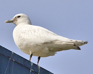 racek